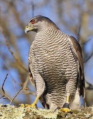 Goshawk.