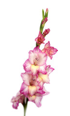 glaieul blanc et rose sur fond blanc