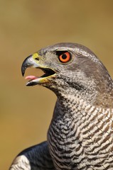 Goshawk.