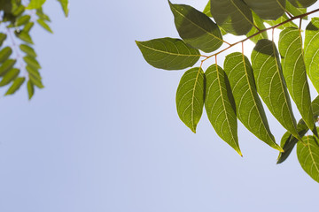 Low angle view of a frond from a tree © filipobr