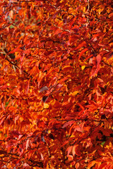 Red autumn leaves II