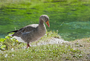 wild goose near a river