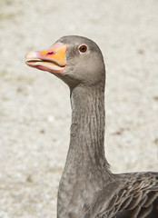 wild goose head