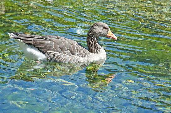 wild goose on a pond