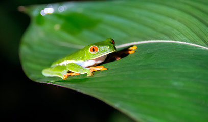 Red eyed tree frog