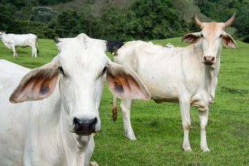 Zebu cow cattle