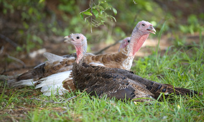 Tired birds