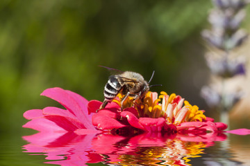 Abeilole butinant un zinnia