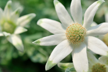 フランネルフラワー