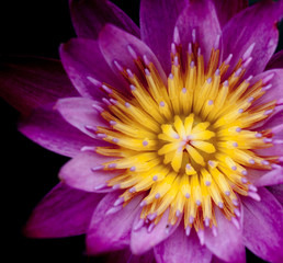 Fototapeta premium purple lotus in the dark