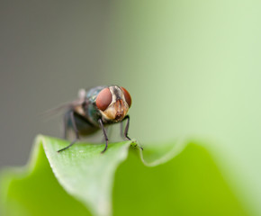 green fly