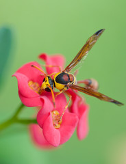red back mud wasp