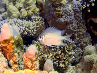 Fototapeta na wymiar Coral fish, Red sea, Dahab