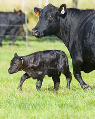Angus Cow with calf