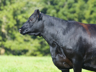 Angus Cow