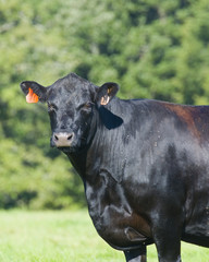 Black Angus Cow