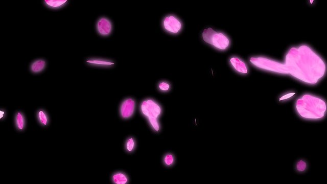 HD Looping Cherry Blossoms Animation with Alpha Channel