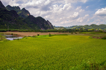Obraz premium Lang Son Rice field