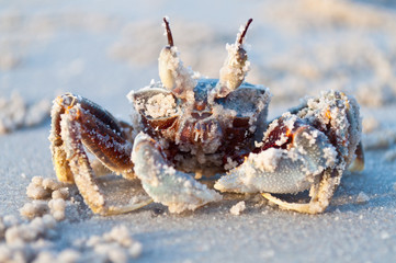 Crab