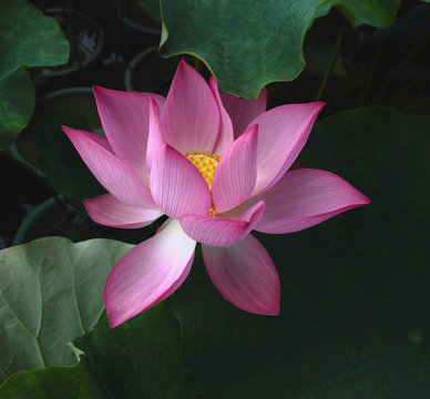 Fototapeta lotus