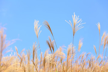 grass in autumn