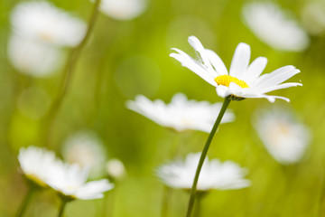 Daisies