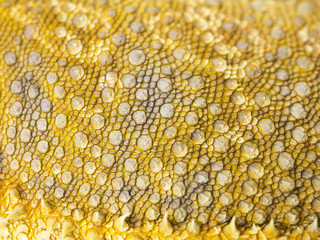 Obraz premium bearded dragon skin