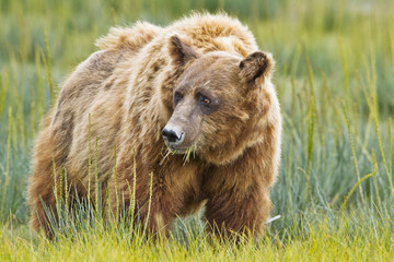 Fototapeta premium brown bear eating grass