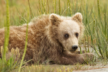 Fototapeta premium bear cub in grass