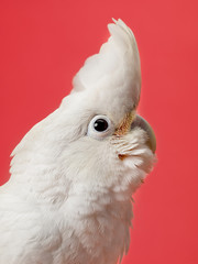 adorable white parrot
