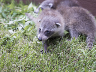 baby racoon on grass
