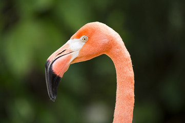 Fototapeta premium close up image of flamingos head