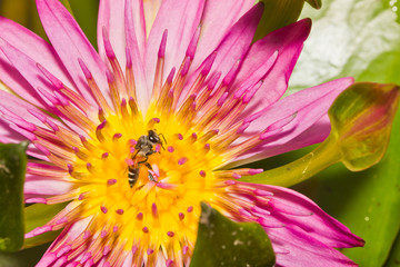Obraz premium close up of lotus flower and bee