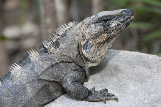 close up image of iguana