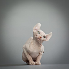 curious elf cats
