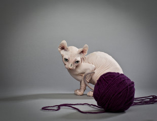 elf cat with yarn - obrazy, fototapety, plakaty