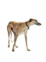 fawn greyhound