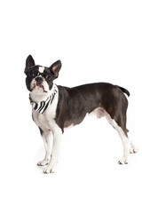 geek boston terrier