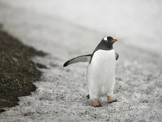 Cercles muraux Pingouin gentoo penguin