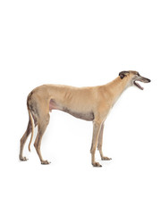 greyhound on white