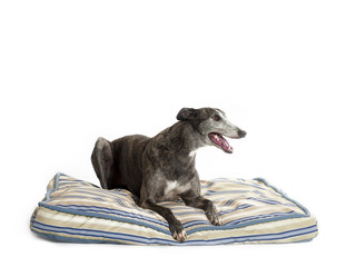 greyhound on bed