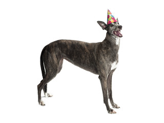 greyhound wearing birthday hat