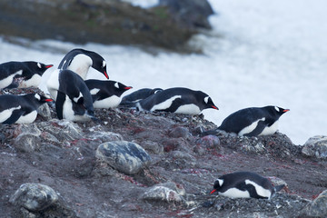 group of penguin in beach