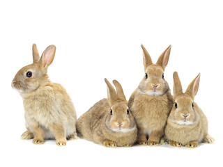 Obraz premium grupa królików