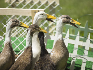 group of wild ducks