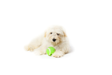 havanese with ball