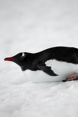 image of a gentoo penguin