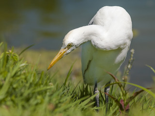 image of a white bird