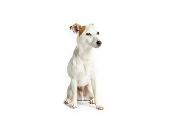 jack russell on white