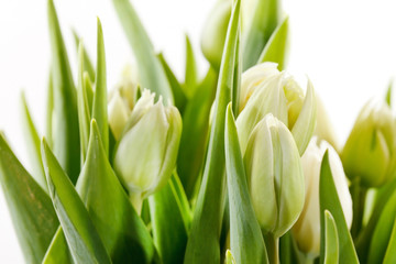 Obraz na płótnie Canvas nice tulips